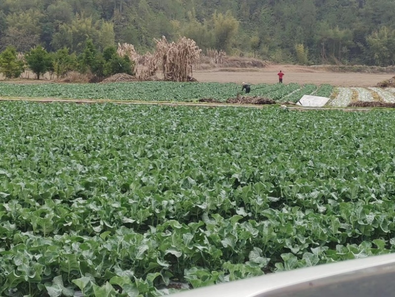 基地直供本地西兰苔