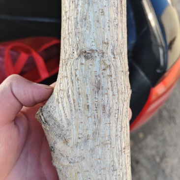 构树树干，直径20cm，目测三层楼高，刚砍一件100斤