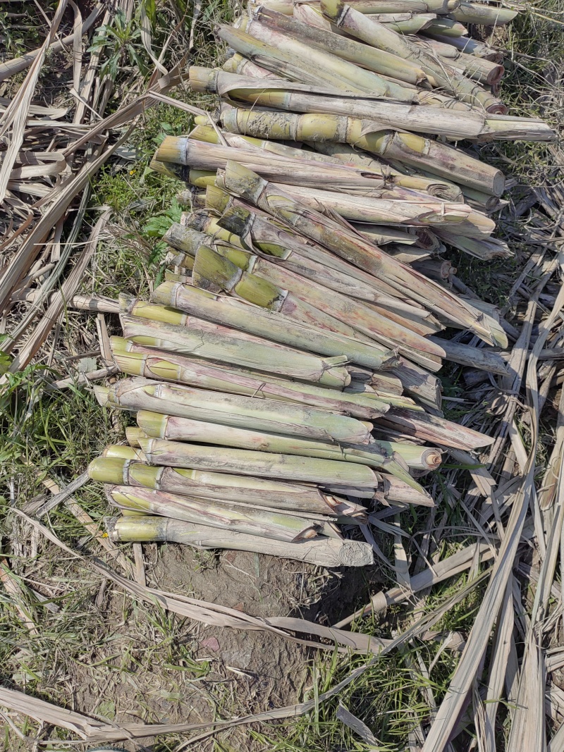 广西柳州黄皮甘蔗苗5～7芽品质有保证欢迎订购提供技术