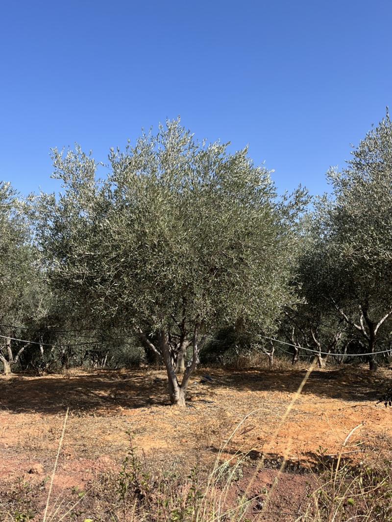 精品油橄榄树