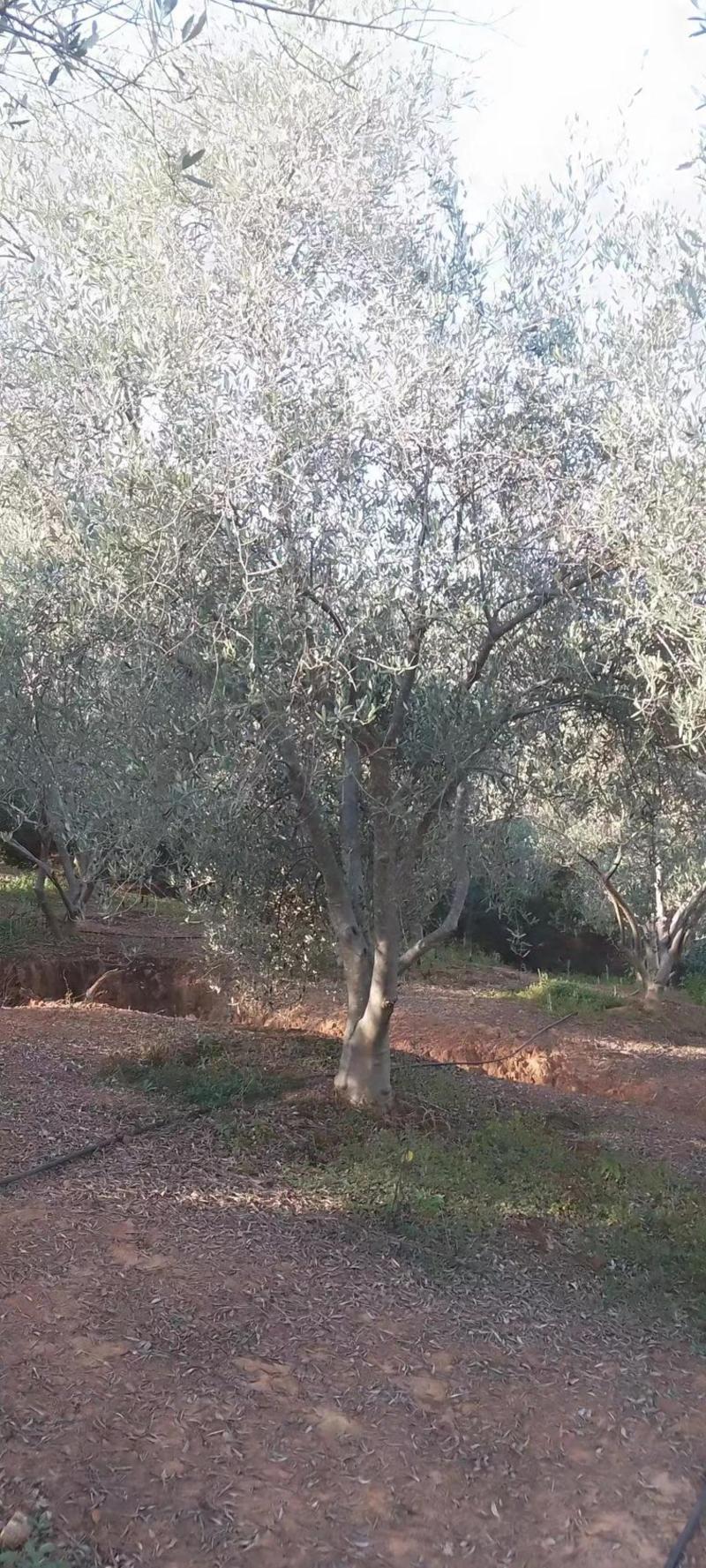 精品油橄榄树