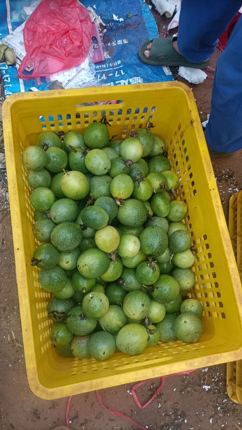 广东百香果钦蜜9号百香果，中大果多产地直供量大优惠