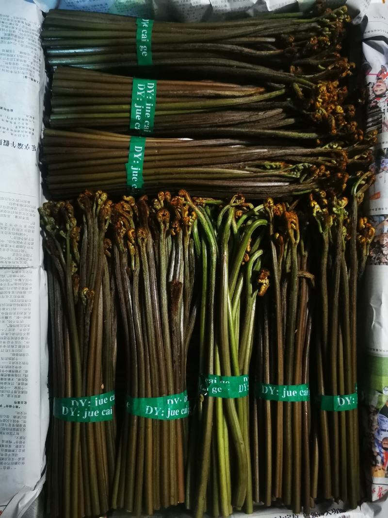 2025新鲜蕨菜龙爪菜