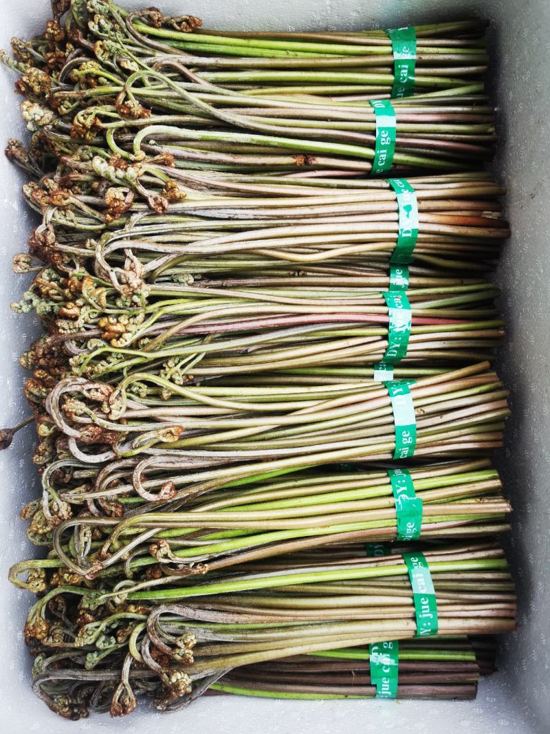 2025新鲜蕨菜龙爪菜