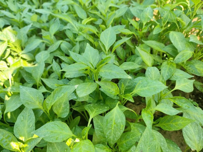西充槐树辣椒苗（螺丝椒、二荆条、菜海椒）