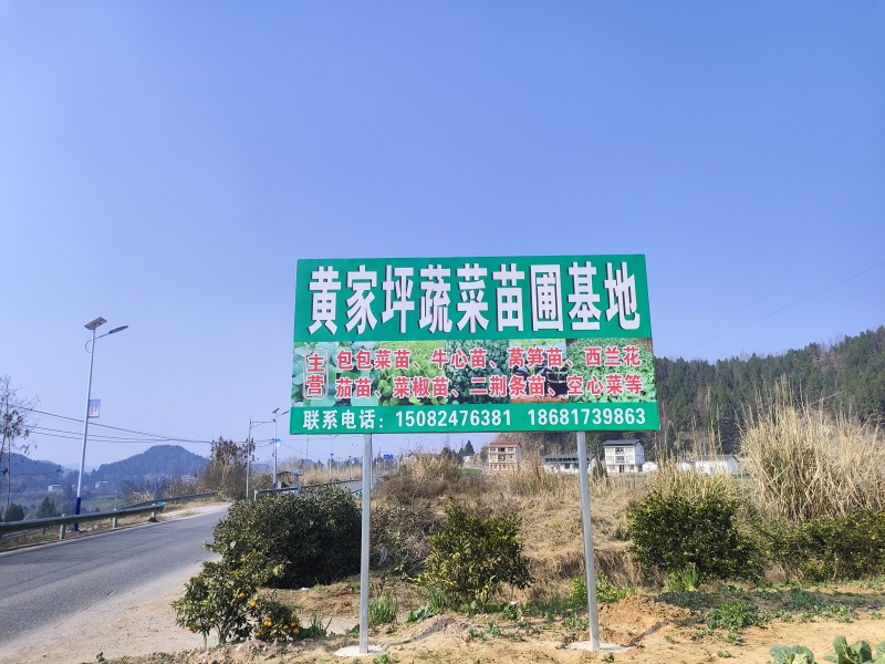 西充槐树辣椒苗（螺丝椒、二荆条、菜海椒）