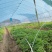 西充槐树辣椒苗（螺丝椒、二荆条、菜海椒）