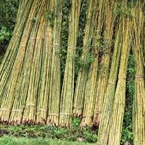 竹子长期有货欢迎采购