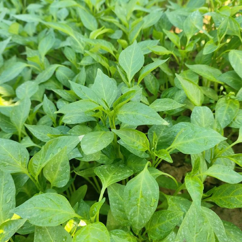 西充槐树辣椒苗（螺丝椒、二荆条、菜海椒）