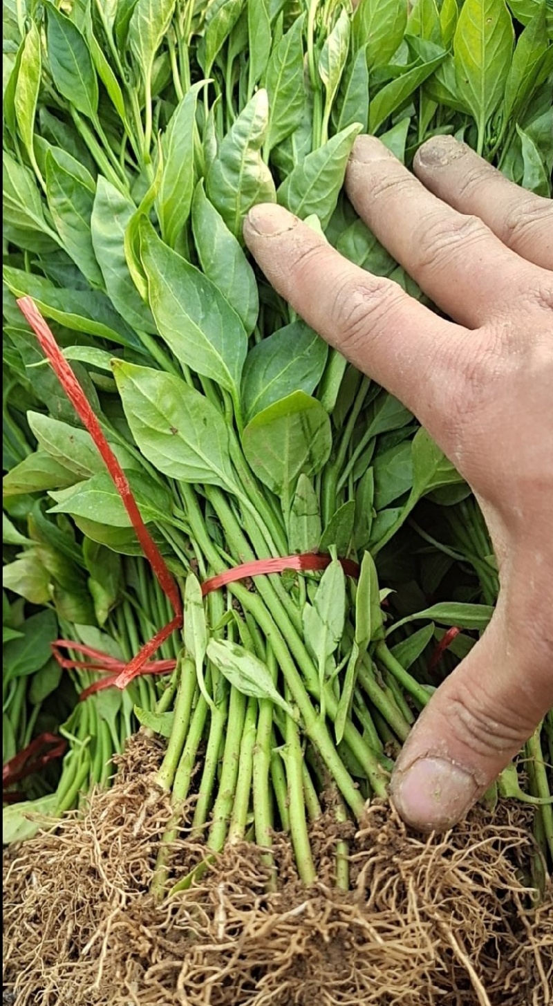 西充槐树辣椒苗（螺丝椒、二荆条、菜海椒）