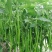 西充槐树辣椒苗（螺丝椒、二荆条、菜海椒）