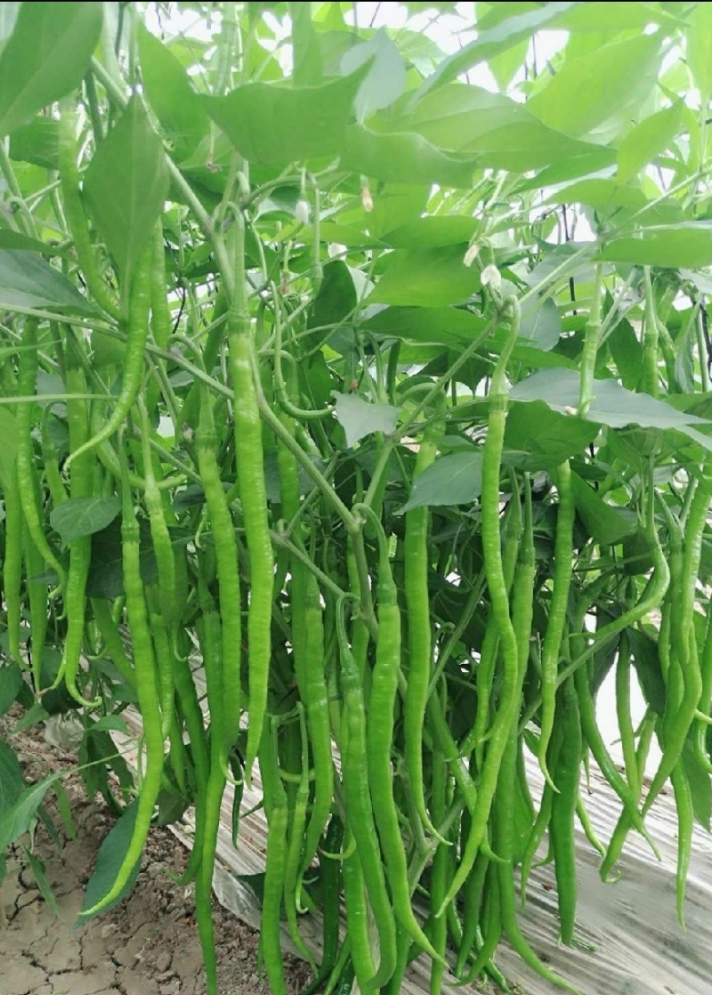西充槐树辣椒苗（螺丝椒、二荆条、菜海椒）