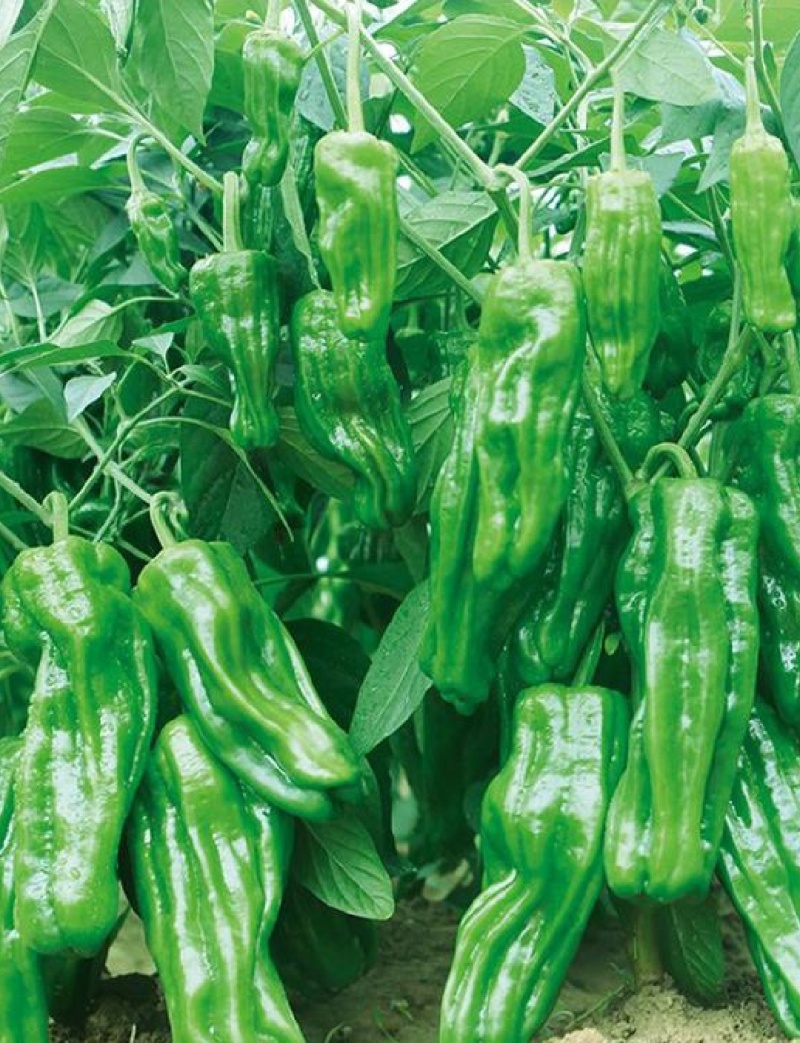西充槐树辣椒苗（螺丝椒、二荆条、菜海椒）