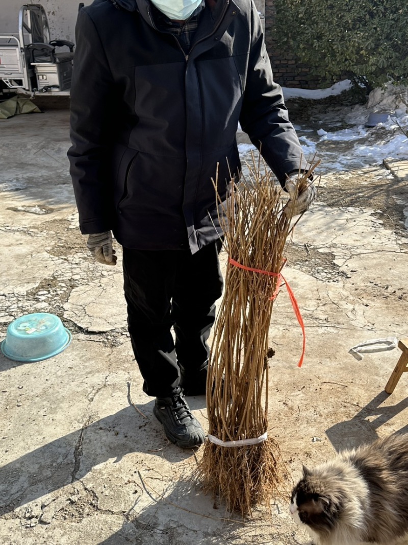 药用连翘苗3年苗自家苗圃一手货源，快递发货