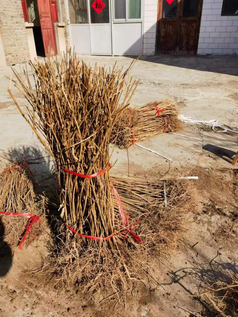 药用连翘苗3年苗自家苗圃一手货源，快递发货