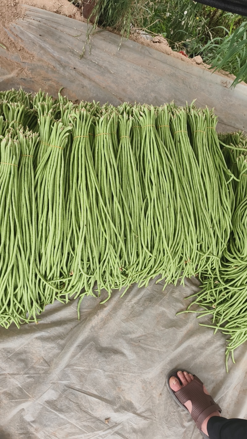 海南青豆角，质量好，价格优惠，一手货源，欢迎新老顾客前来