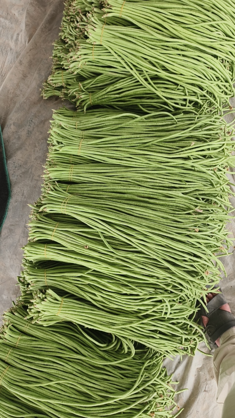 海南青豆角，质量好，价格优惠，一手货源，欢迎新老顾客前来