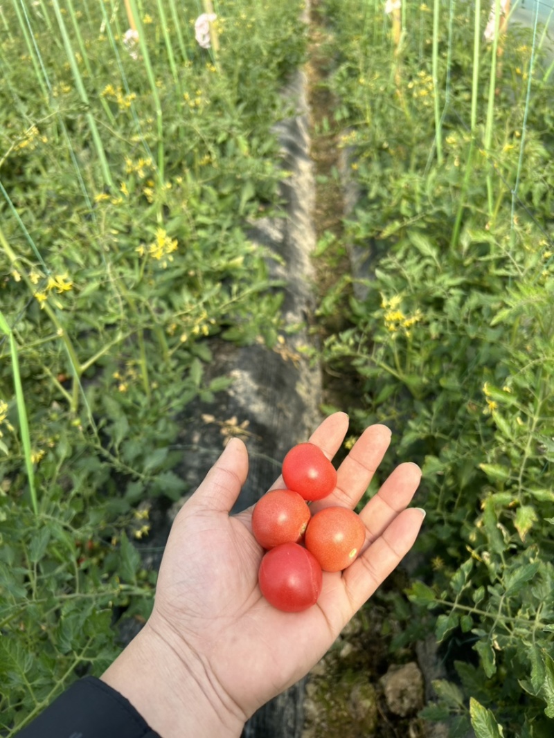 浙樱粉小番茄