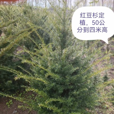 红豆杉定植苗，东北红豆杉结豆的，耐寒成活率高。