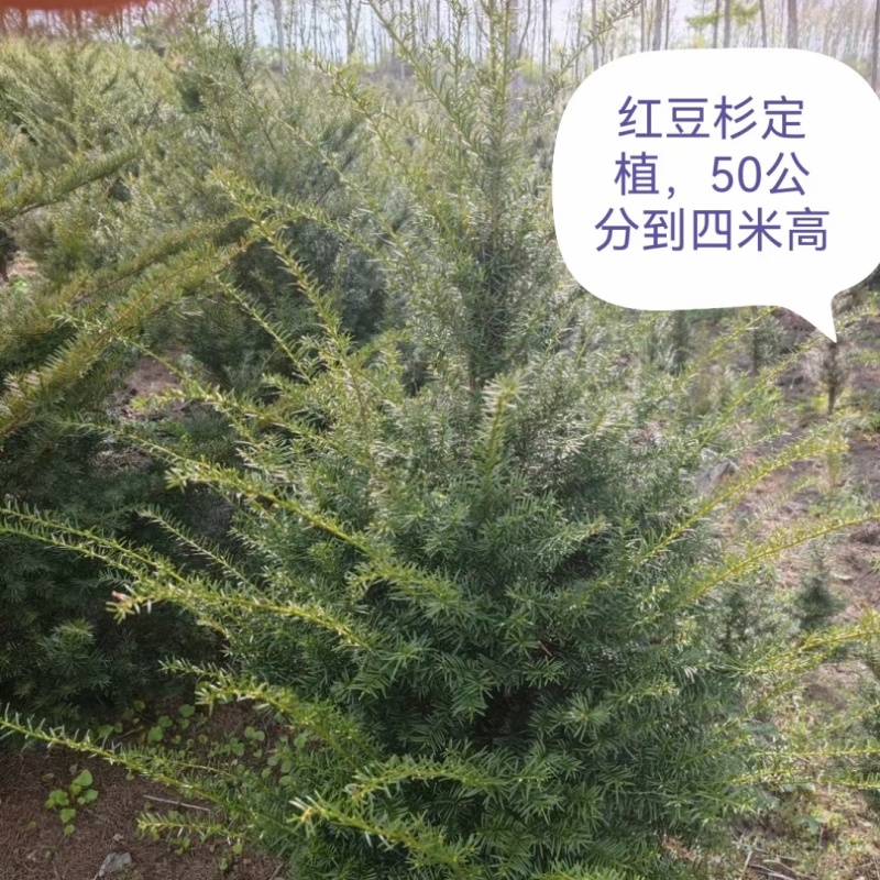 红豆杉定植苗，东北红豆杉结豆的，耐寒成活率高。