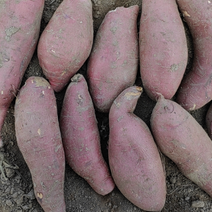 河北白心红薯大量现货产地直发供应商超市场电商
