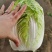 黄心白菜山东白菜春季弓棚白菜产地直发对接全国市场