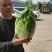 黄心白菜山东白菜春季弓棚白菜产地直发对接全国市场