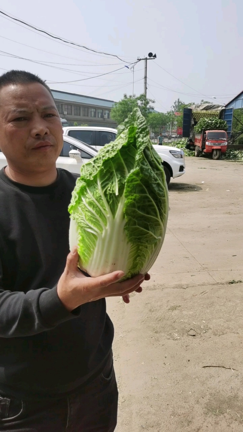 黄心白菜山东白菜春季弓棚白菜产地直发对接全国市场