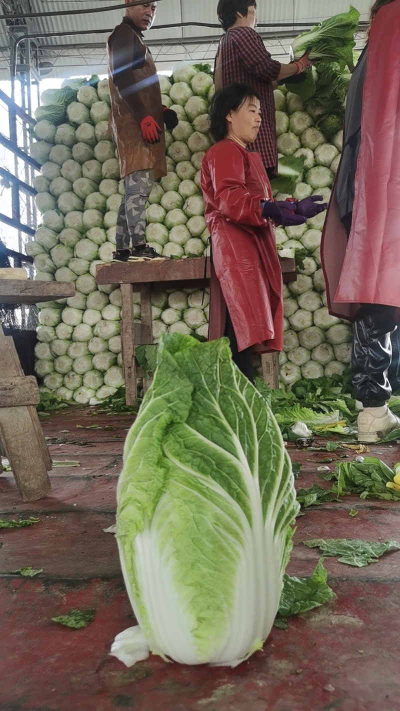 黄心白菜山东白菜春季弓棚白菜产地直发对接全国市场