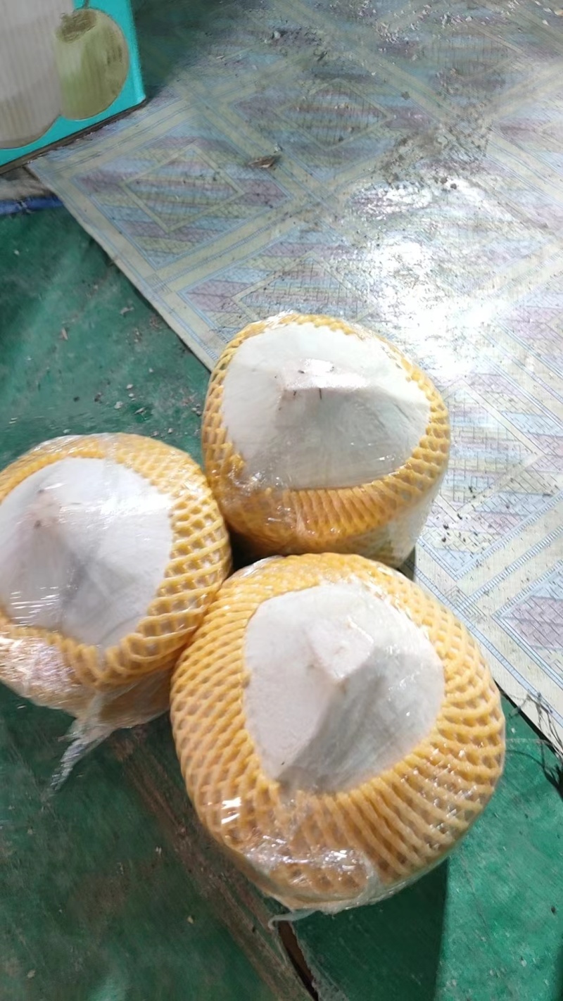 青皮椰子椰青