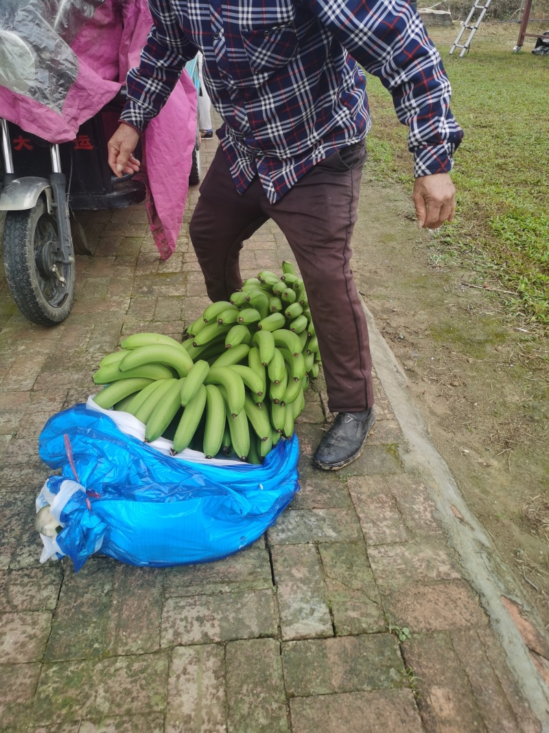 广东香蕉