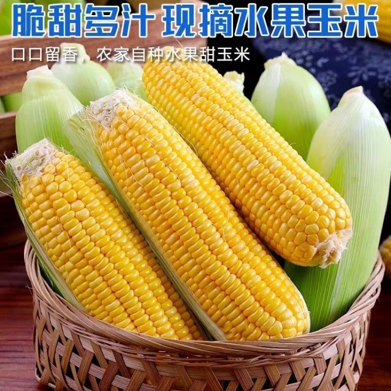 【实力热卖】精品徐闻水果玉米甜玉米大吨位供应市场团购商超
