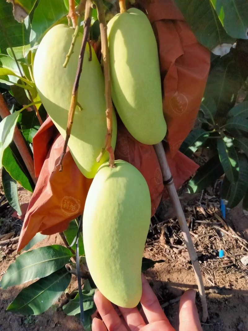 金煌芒