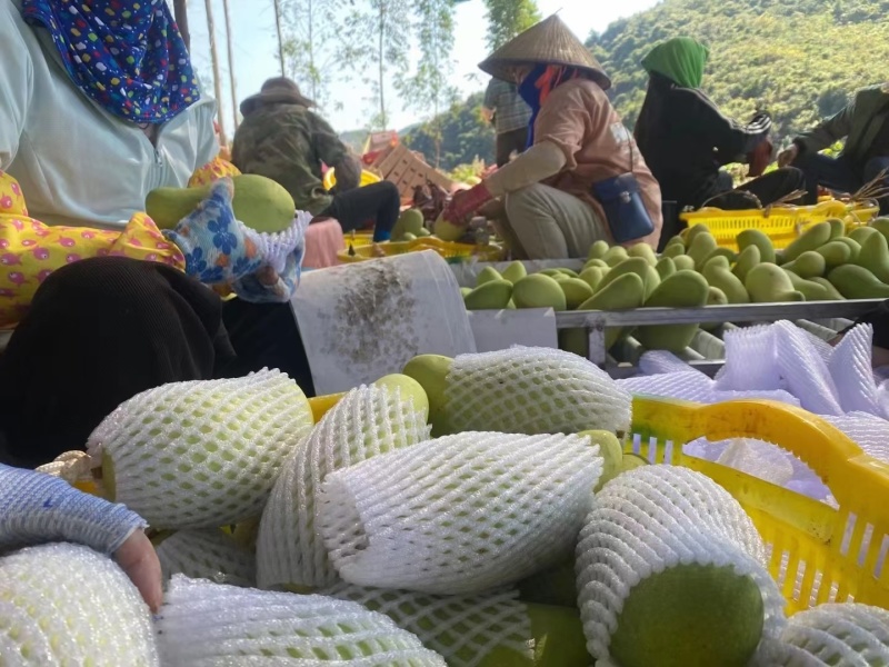 金煌芒