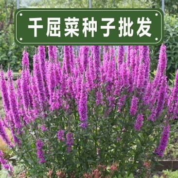 千屈菜种子水生植物对叶莲多年生宿根花草湿地鱼池河道庭院花