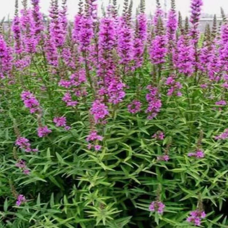 千屈菜种子水生植物对叶莲多年生宿根花草湿地鱼池河道庭院花