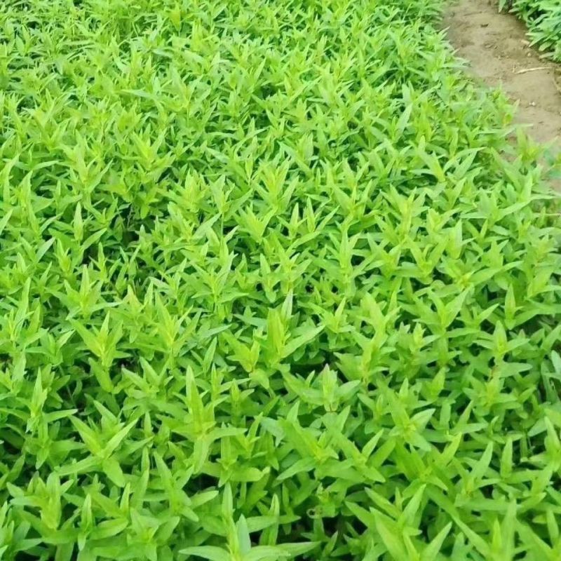 千屈菜种子水生植物对叶莲多年生宿根花草湿地鱼池河道庭院花