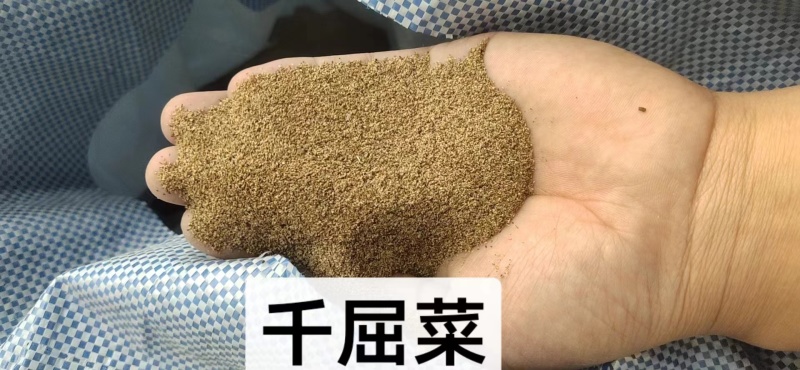 千屈菜种子水生植物对叶莲多年生宿根花草湿地鱼池河道庭院花