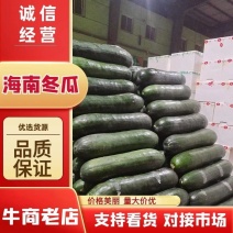 《精》海南冬瓜一手货源产地直销量大从优欢迎来电
