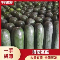 《推荐》海南优质冬瓜大量上市价格可议品质有保障