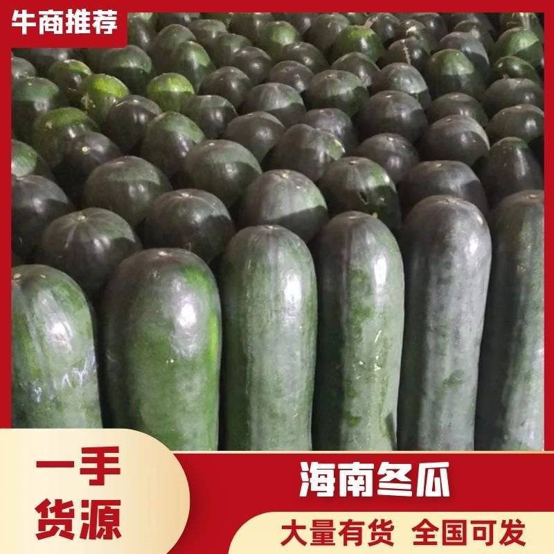 《推荐》海南优质冬瓜大量上市价格可议品质有保障