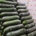 《推荐》海南优质冬瓜大量上市价格可议品质有保障