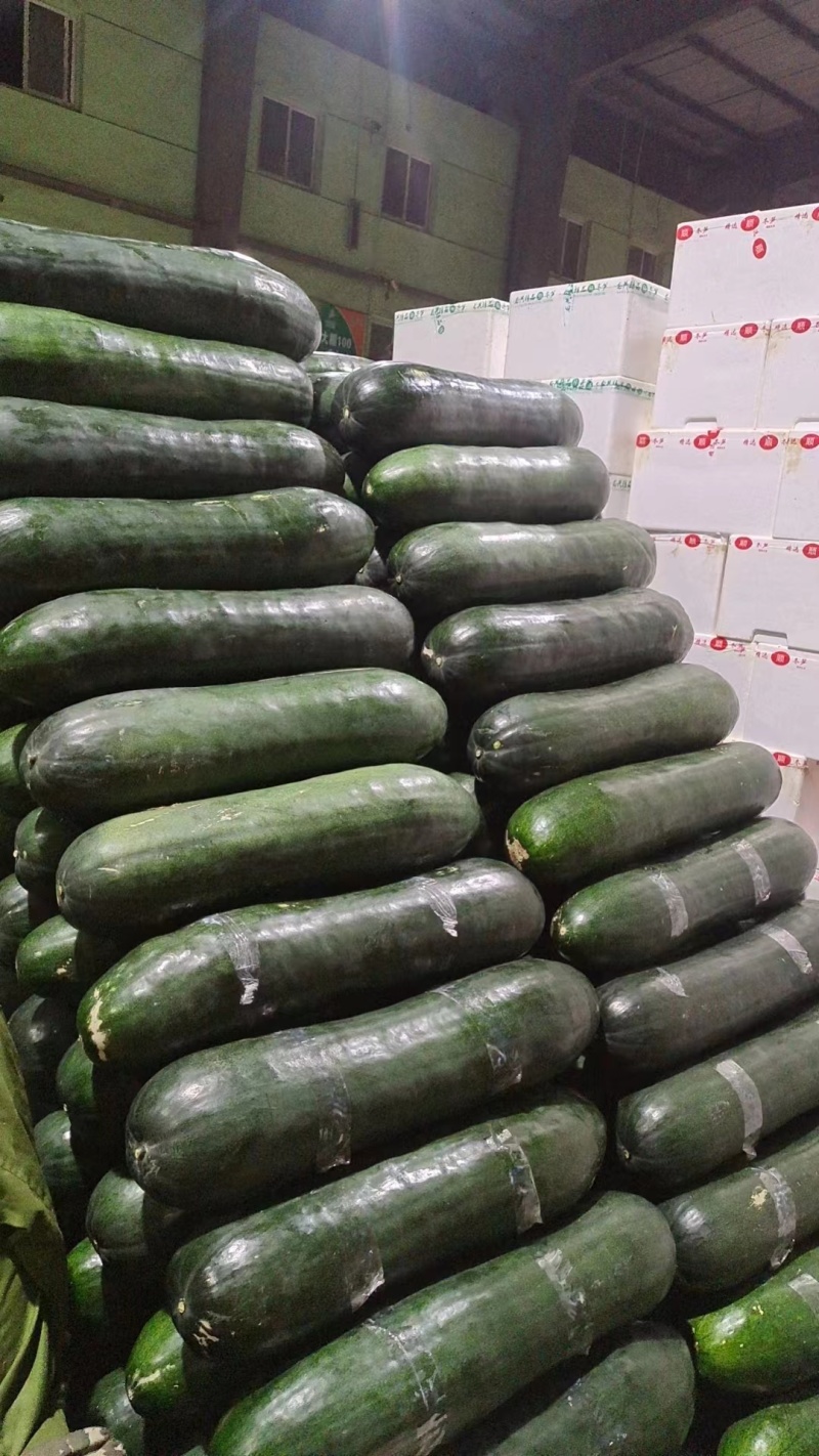 《推荐》海南优质冬瓜大量上市价格可议品质有保障
