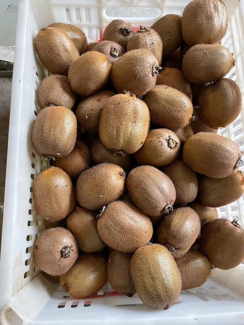 精品徐香猕猴桃各种规格品相大量出库价格合适