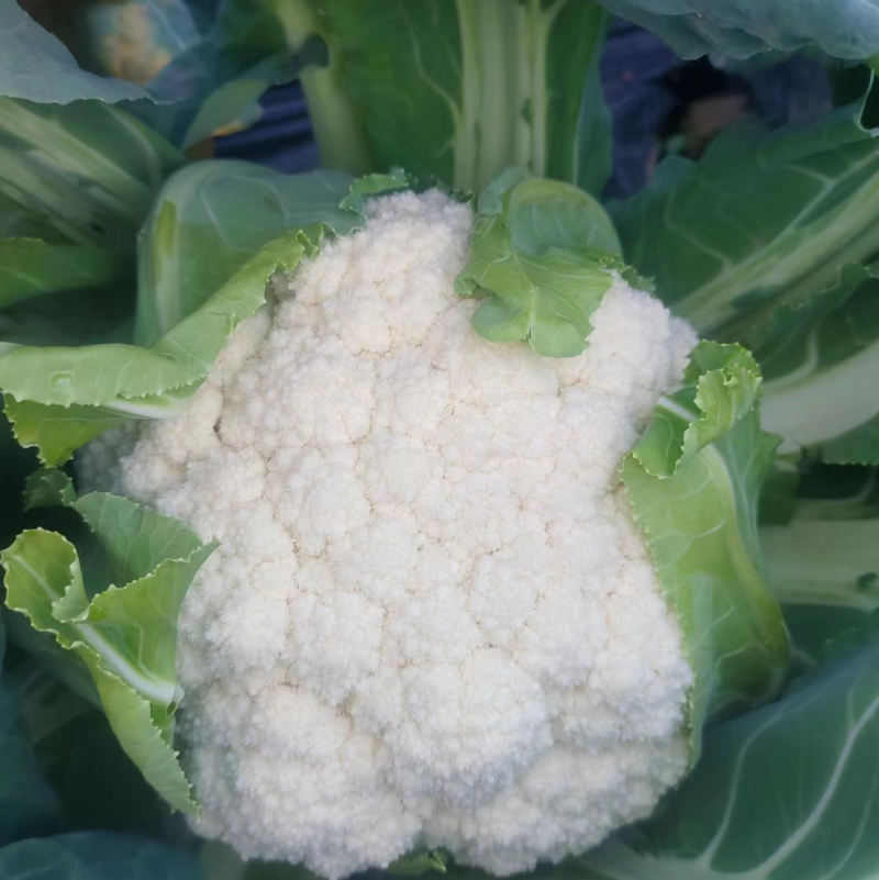 【千亩基地】精品松花菜，现砍现发量大质优，对接全国市场