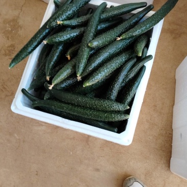 黄瓜