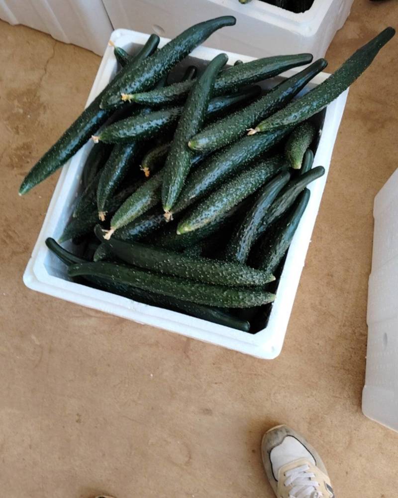 黄瓜