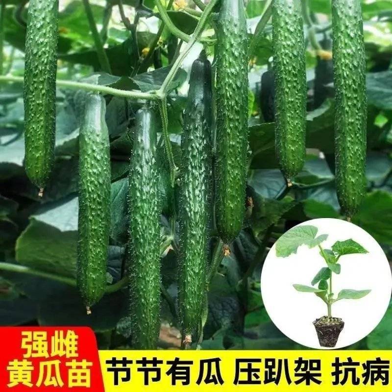 嫁接强雌黄瓜苗，高产抗病种苗基地直发