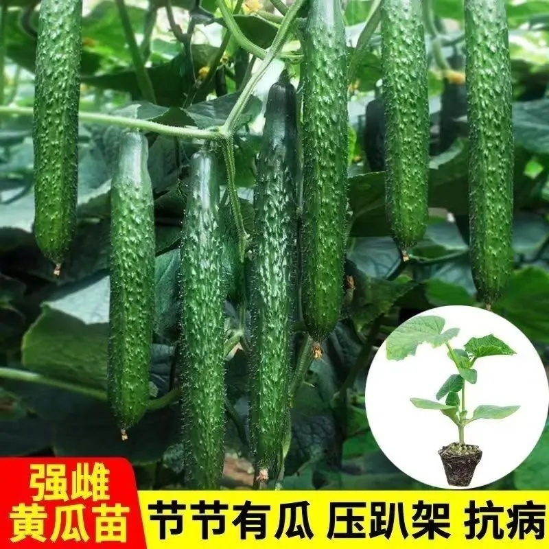嫁接强雌黄瓜苗，高产抗病种苗基地直发