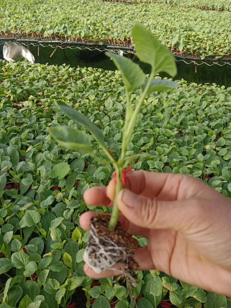 嫁接强雌黄瓜苗，高产抗病种苗基地直发